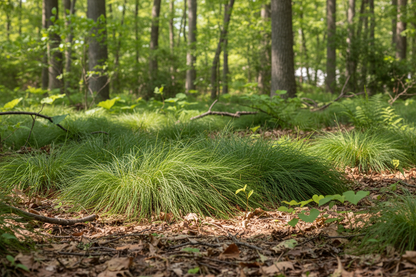 Carex pensylvanica Sedge-Pennsylvania, Oak Sedge perennial ornamental grass, woodland suburban setting,
