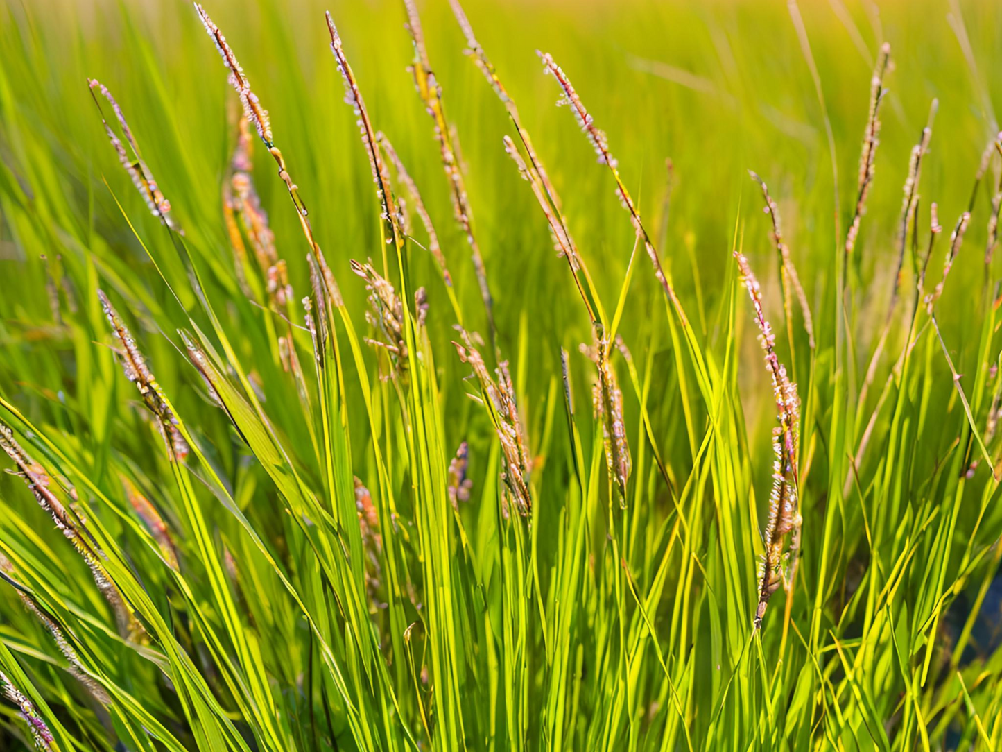 Carex 'Sedge-Plains Oval'