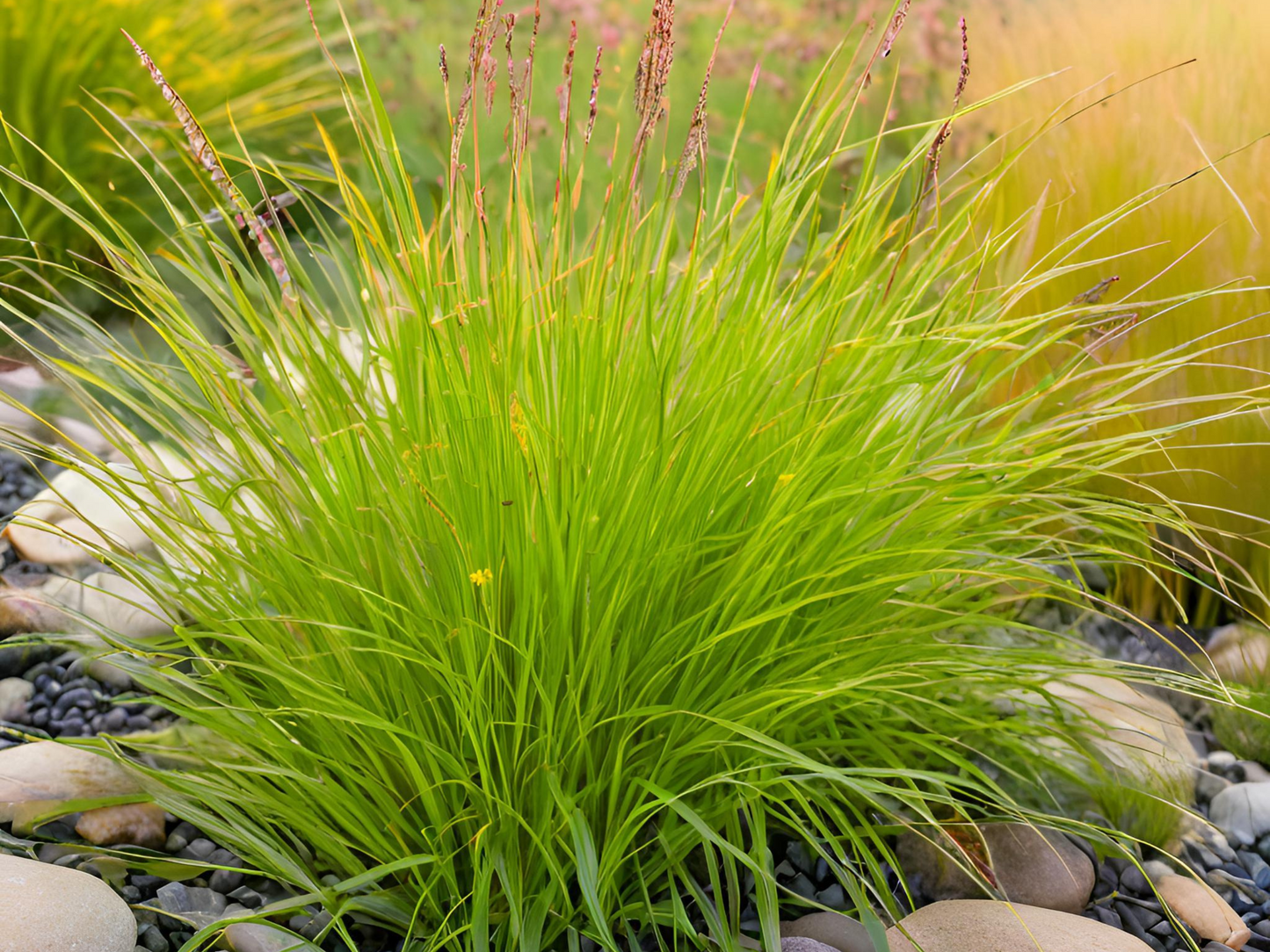 Carex 'Sedge-Plains Oval'