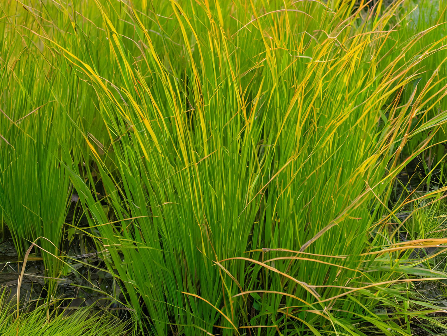 Carex 'Sedge-Plains Oval'