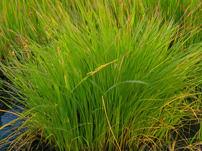 Carex 'Sedge-Plains Oval'