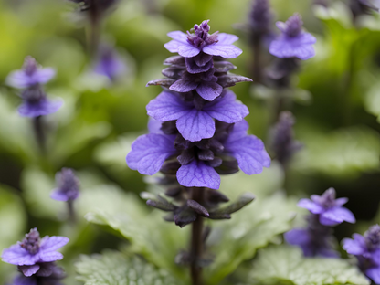 Ajuga 'Chocolate Chip'