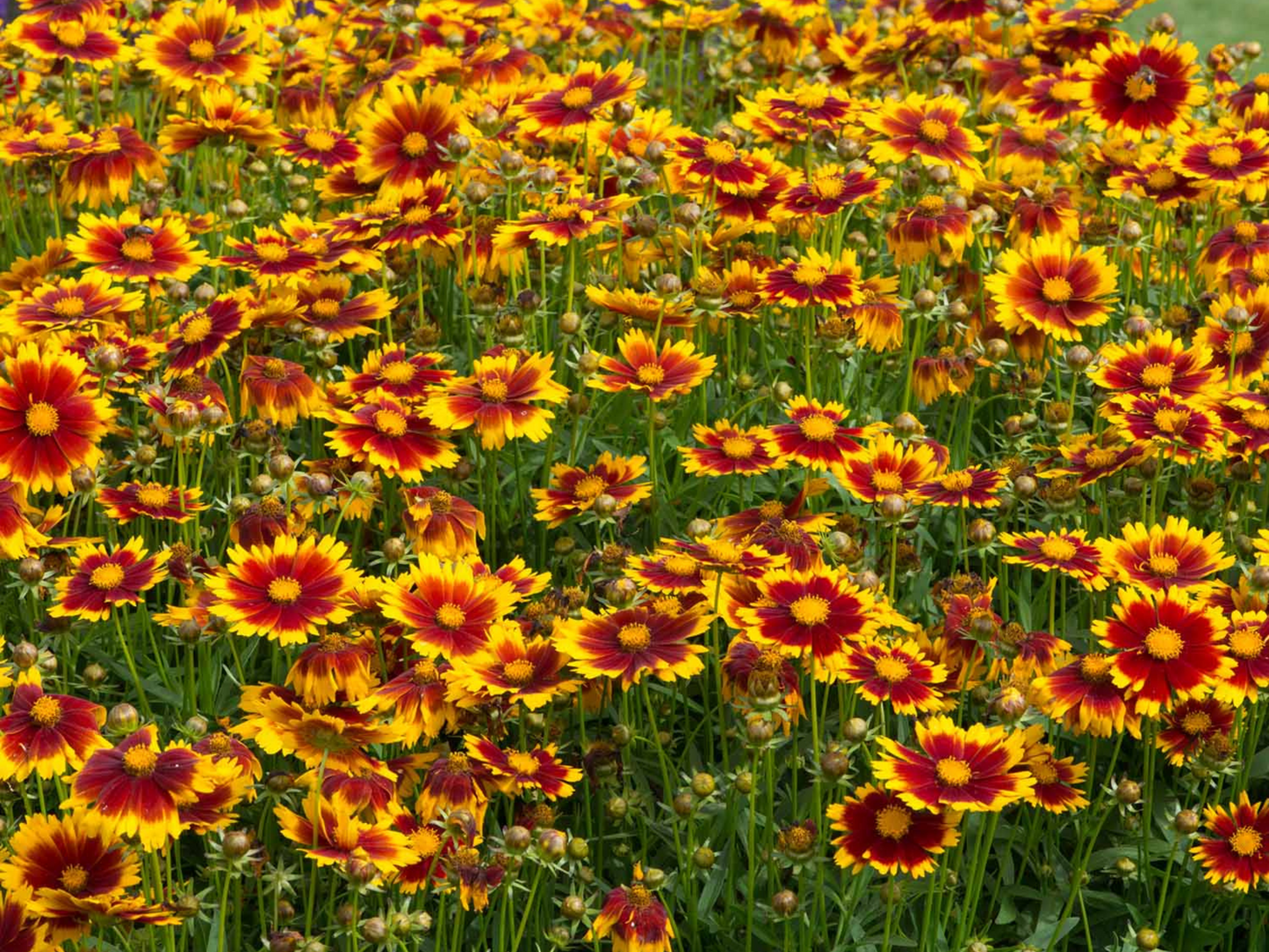 Coreopsis UpTick™ Gold & Bronze