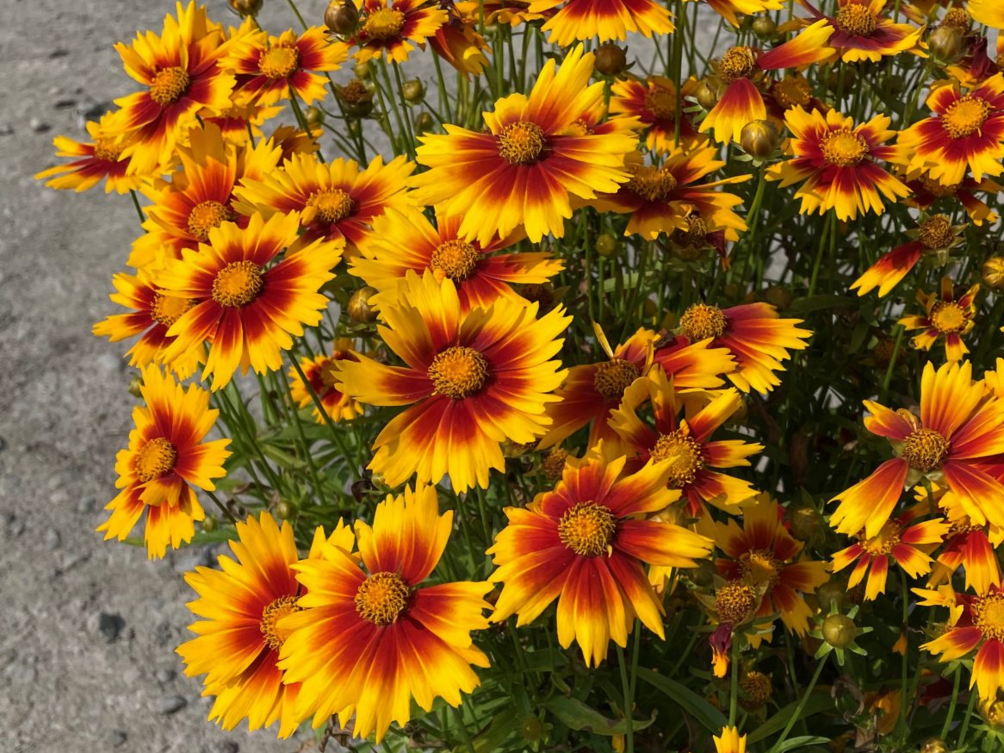 Coreopsis UpTick™ Gold & Bronze