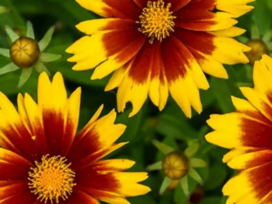 Coreopsis UpTick™ Gold & Bronze