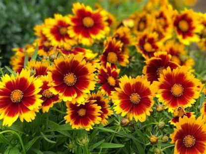 Coreopsis UpTick™ Gold & Bronze