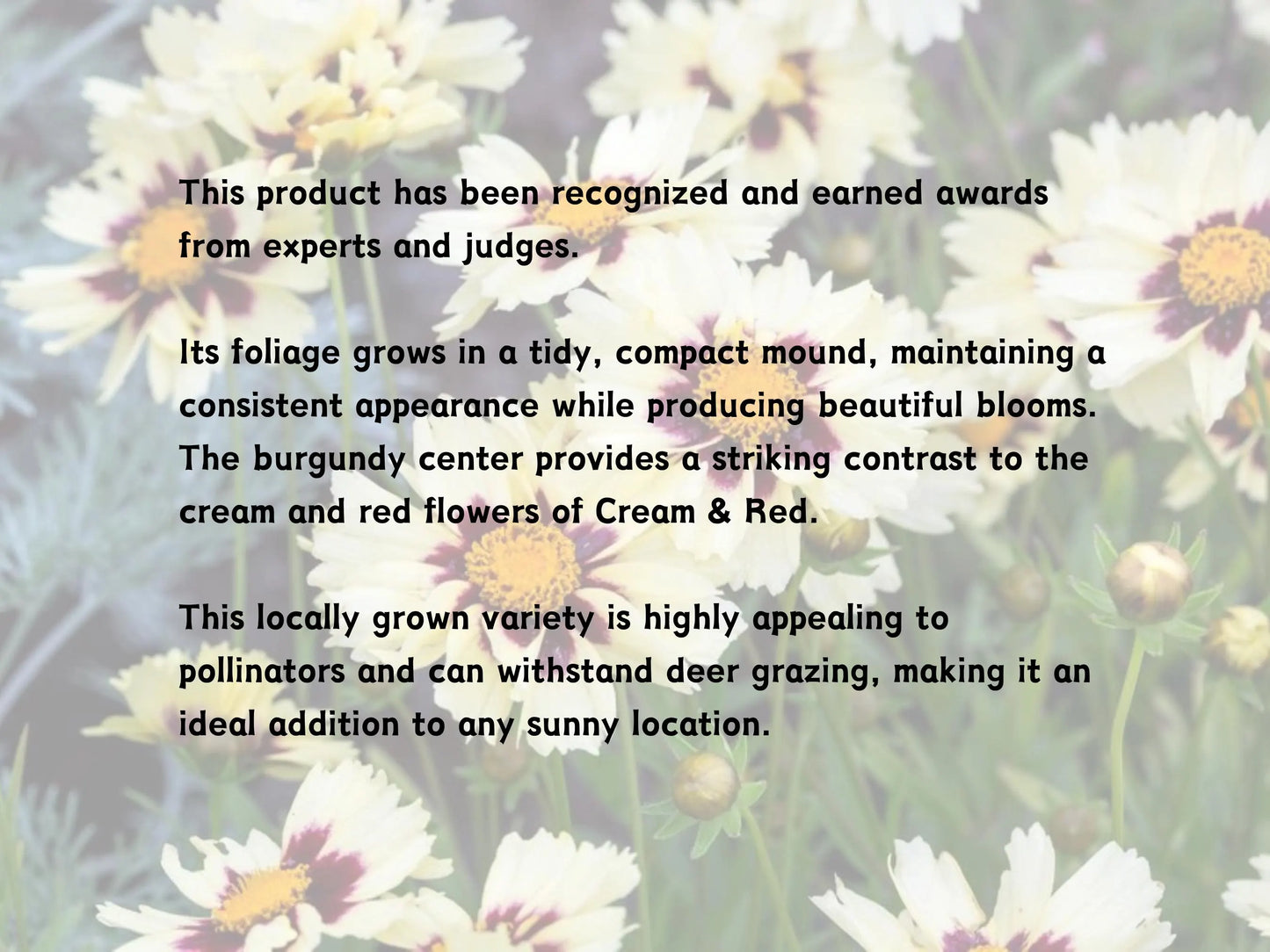 Coreopsis UpTick™ Cream & Red