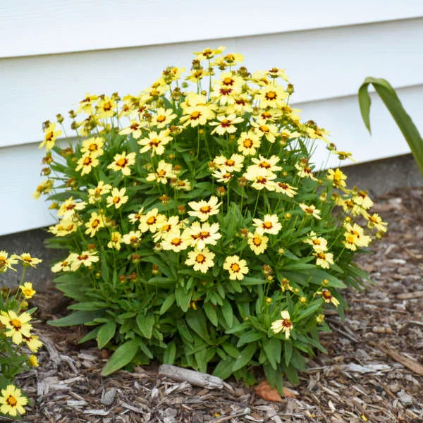 Coreopsis UpTick™ Cream & Red