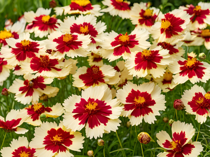 Coreopsis UpTick™ Cream & Red