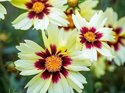 Coreopsis UpTick™ Cream & Red