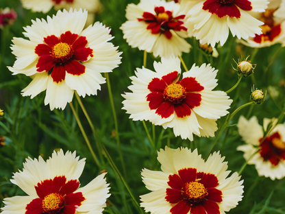 Coreopsis UpTick™ Cream & Red