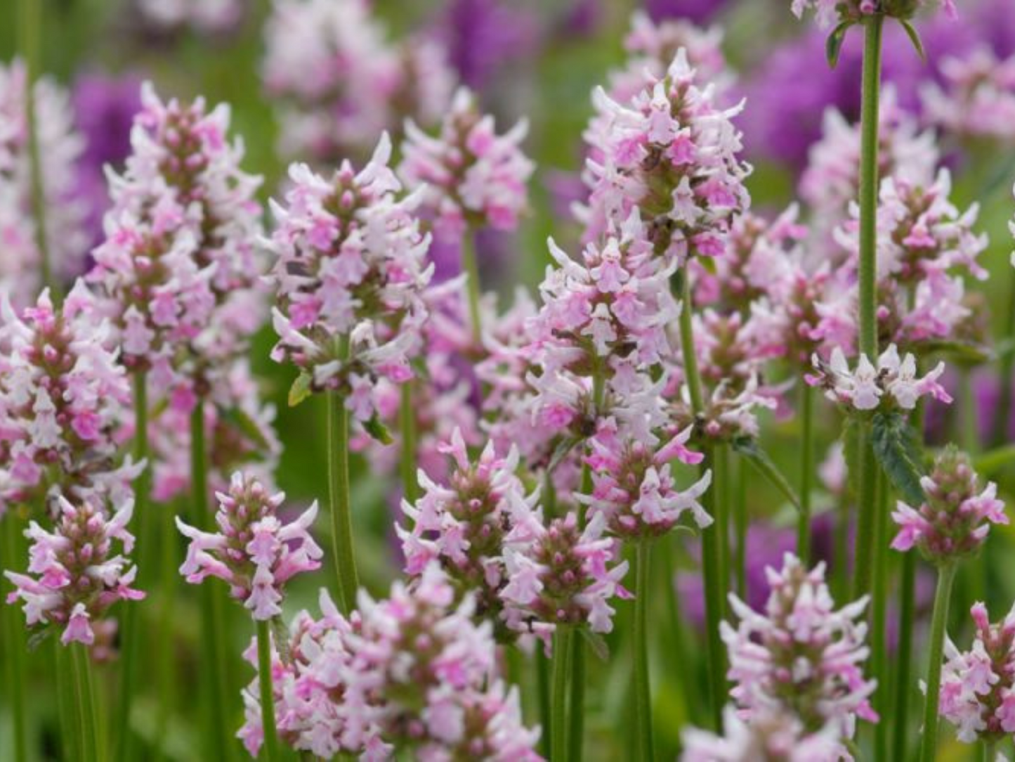 Stachys 'Summer Crush'