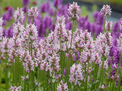 Stachys 'Summer Crush'