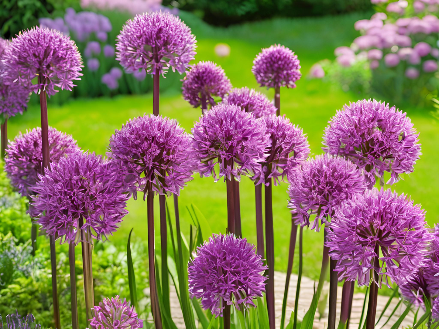 Allium 'Windy City'