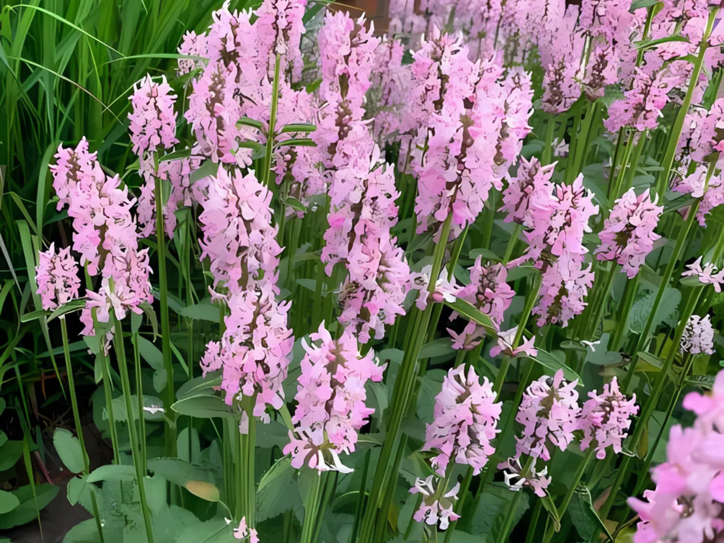 Stachys 'Summer Crush'