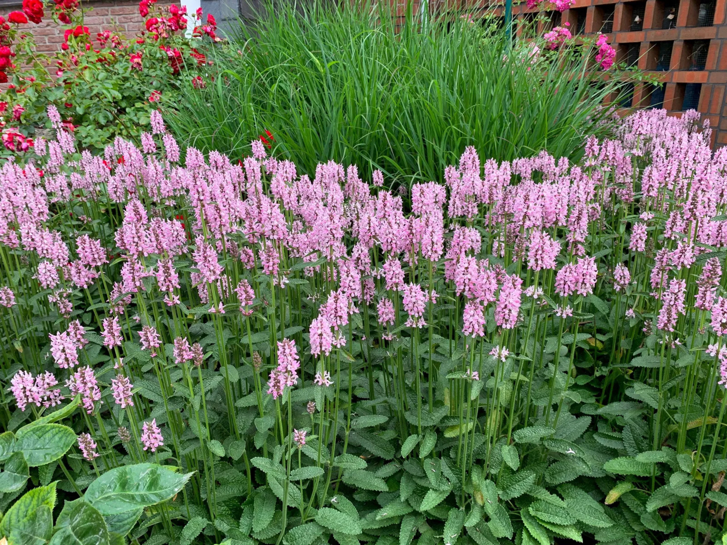 Stachys 'Summer Crush'