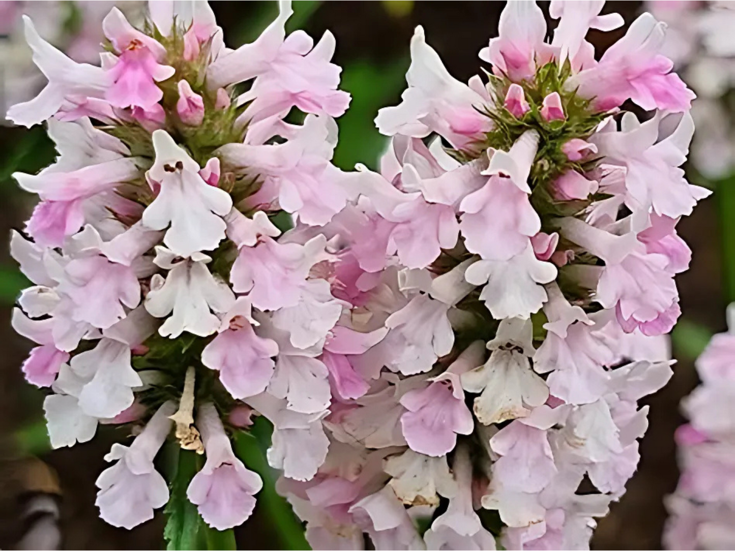 Stachys 'Summer Crush'