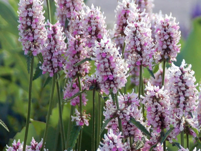 Stachys 'Summer Crush'