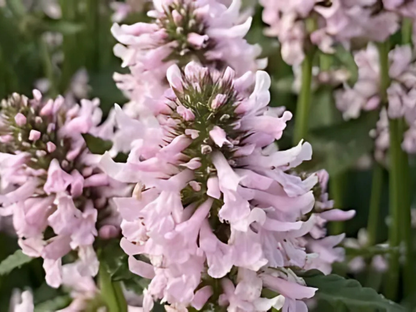 Stachys 'Summer Crush'