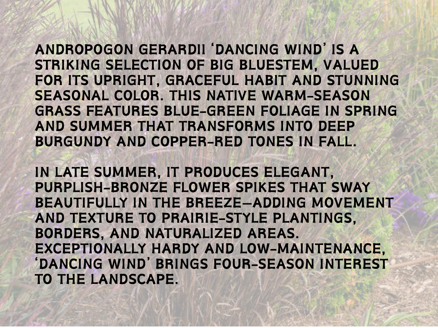 Andropogon 'Dancing Wind'