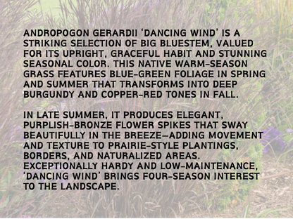 Andropogon 'Dancing Wind'