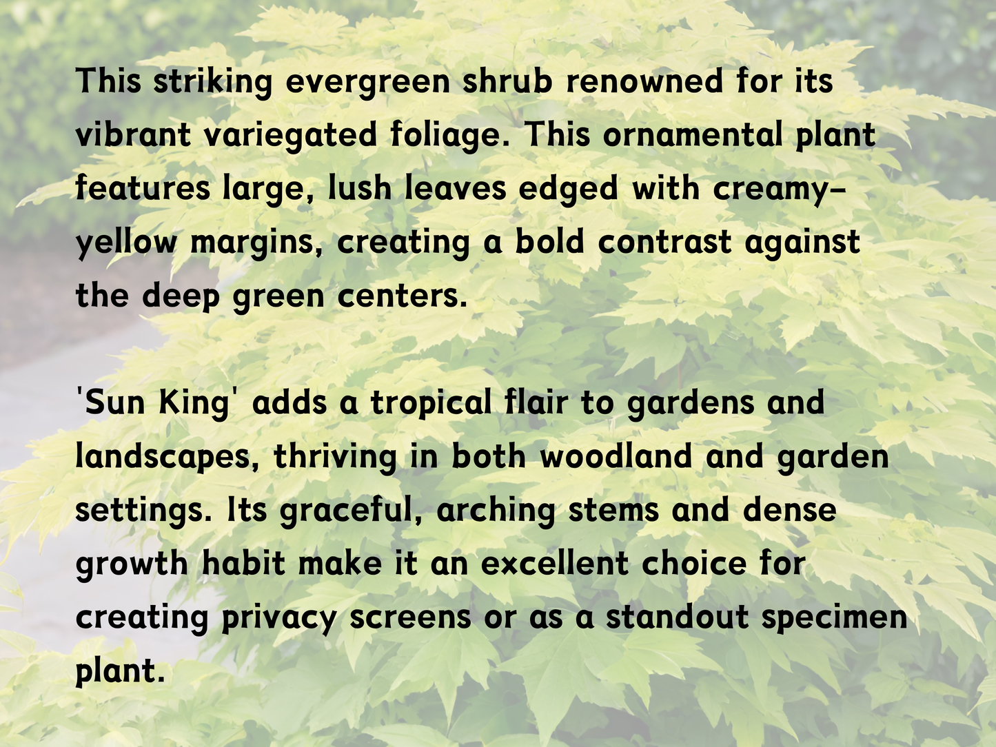 Aralia cordata 'Sun King'