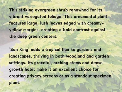 Aralia cordata 'Sun King'