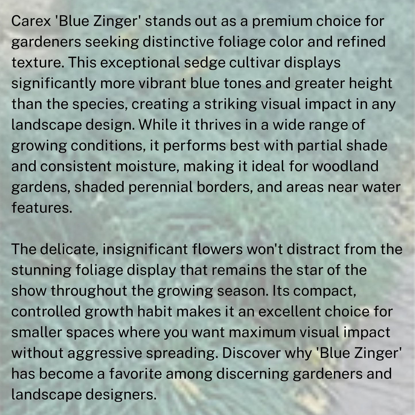 Carex 'Blue Zinger'