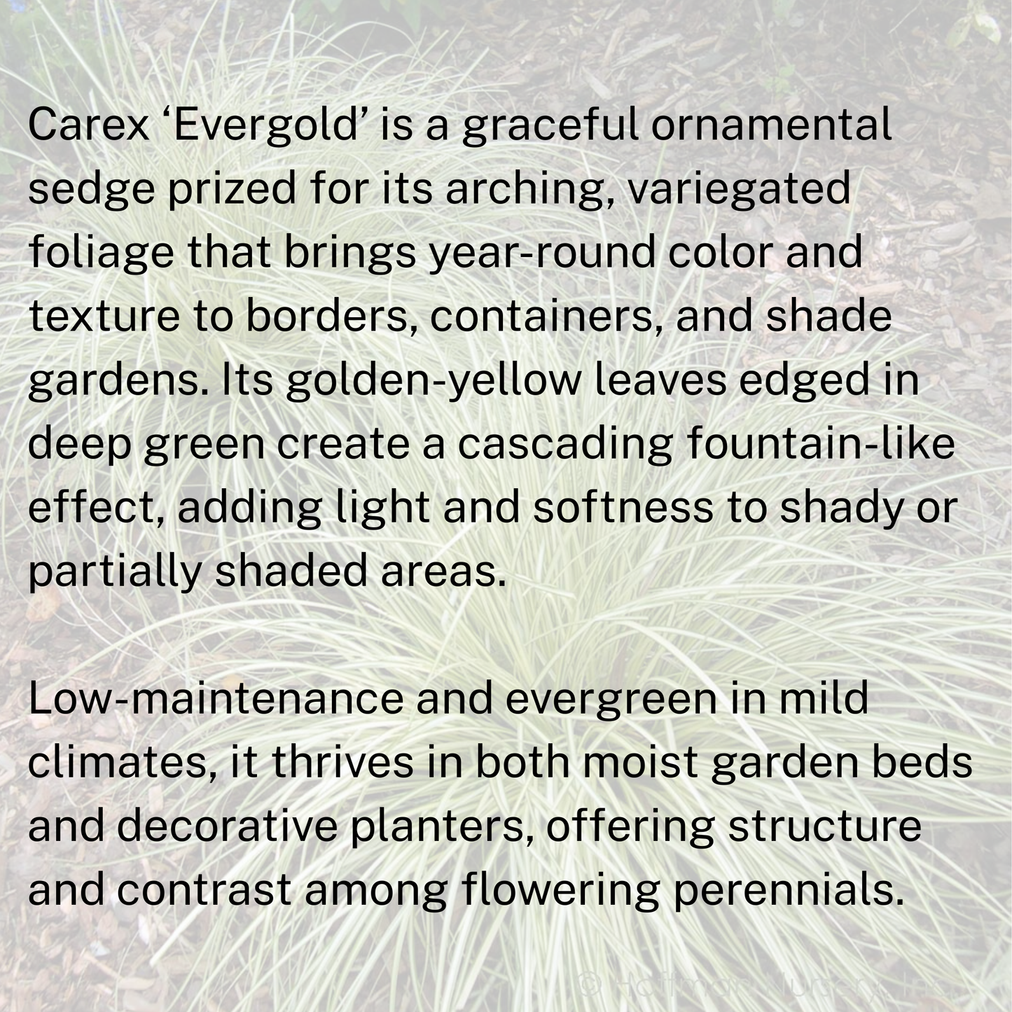 Carex 'Evergold'