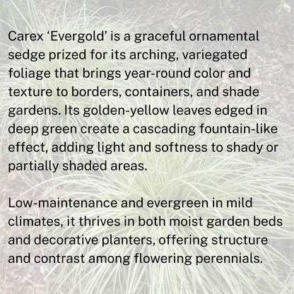 Carex 'Evergold'