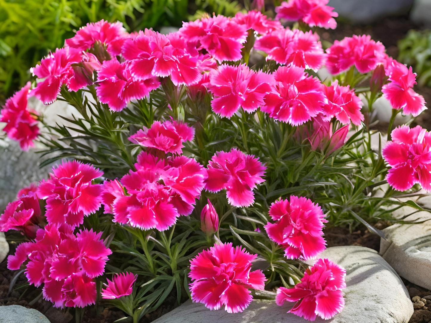 Dianthus 'Firewitch'