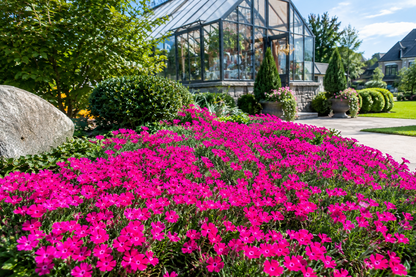 Dianthus 'Neon Star'