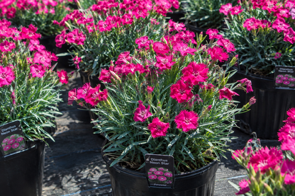 Dianthus 'Neon Star'