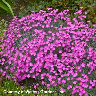 Dianthus 'Firewitch'