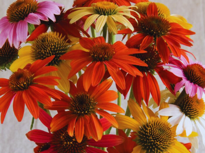 Echinacea 'Cheyenne Spirit'