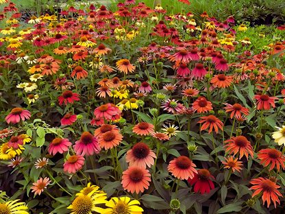 Echinacea 'Cheyenne Spirit'