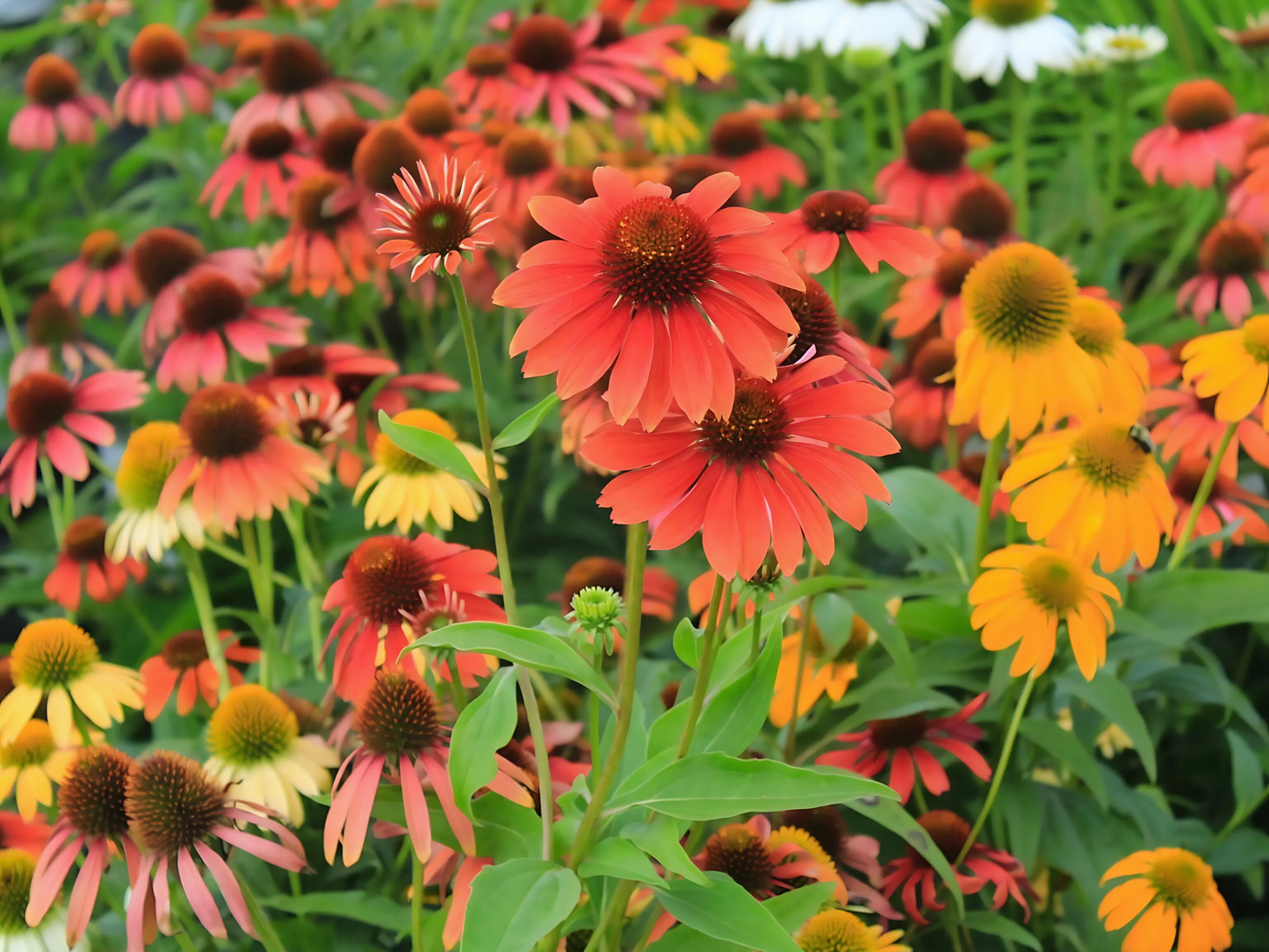 Echinacea 'Cheyenne Spirit'