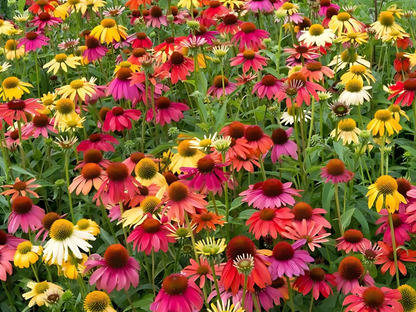 Echinacea 'Cheyenne Spirit'