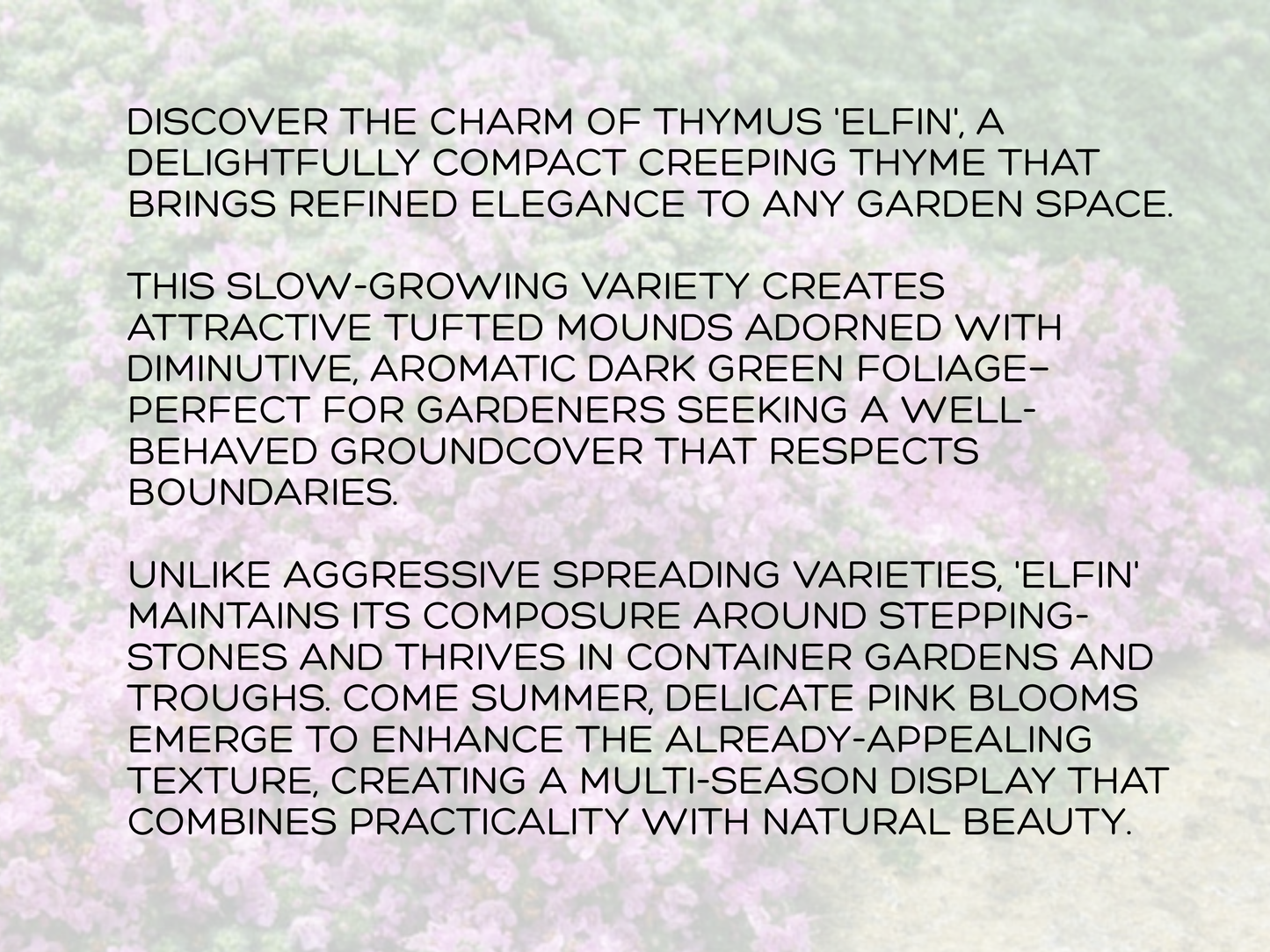 Thyme 'Elfin'