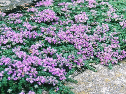 Thyme 'Elfin'