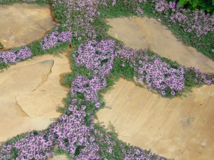 Thyme 'Elfin'