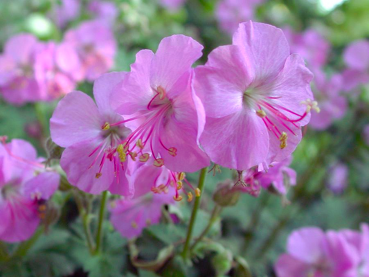 Geranium 'Karmina'