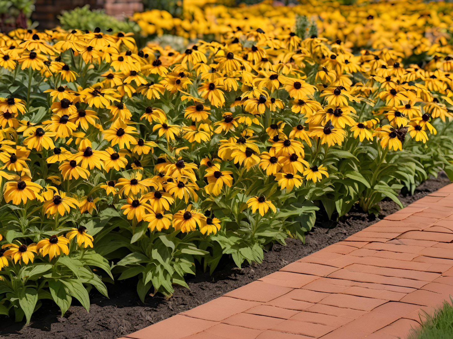 Rudbeckia 'Goldsturm'