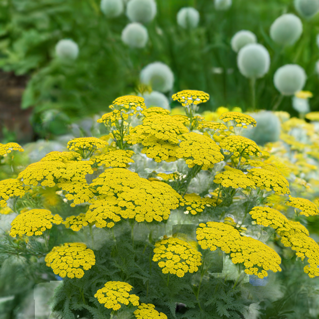 Achillea 'Moonshine'