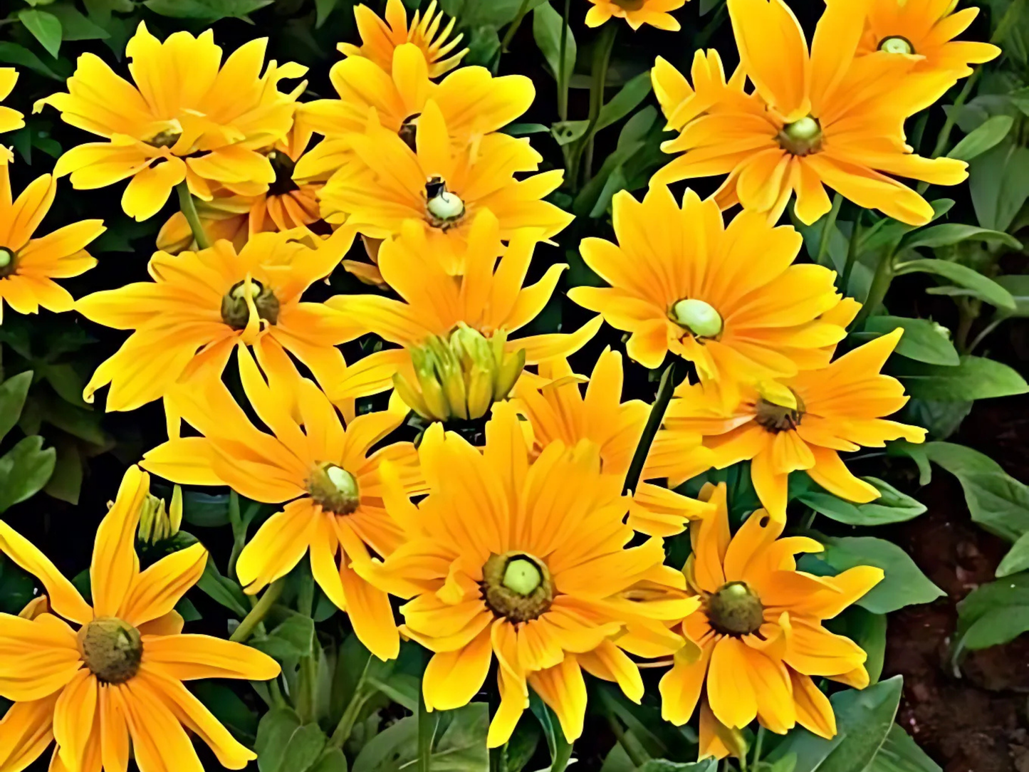 Rudbeckia 'Green Eyed Lady'