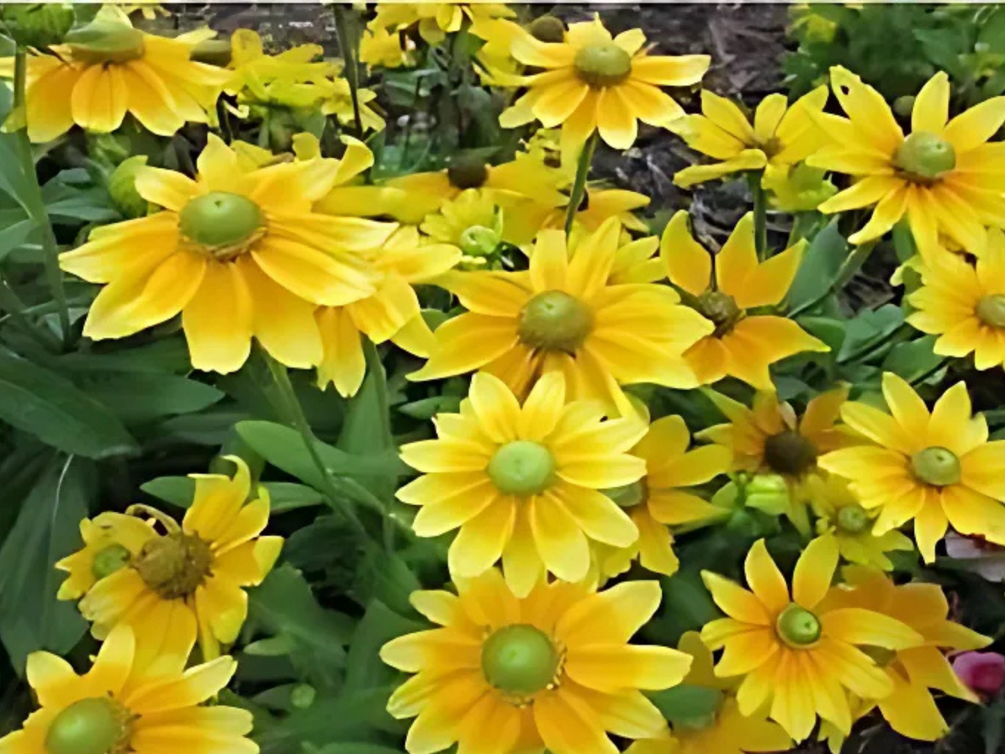 Rudbeckia 'Green Eyed Lady'