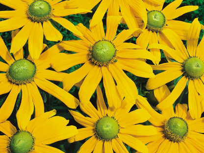 Rudbeckia 'Green Eyed Lady'