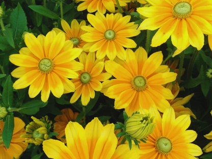 Rudbeckia 'Green Eyed Lady'