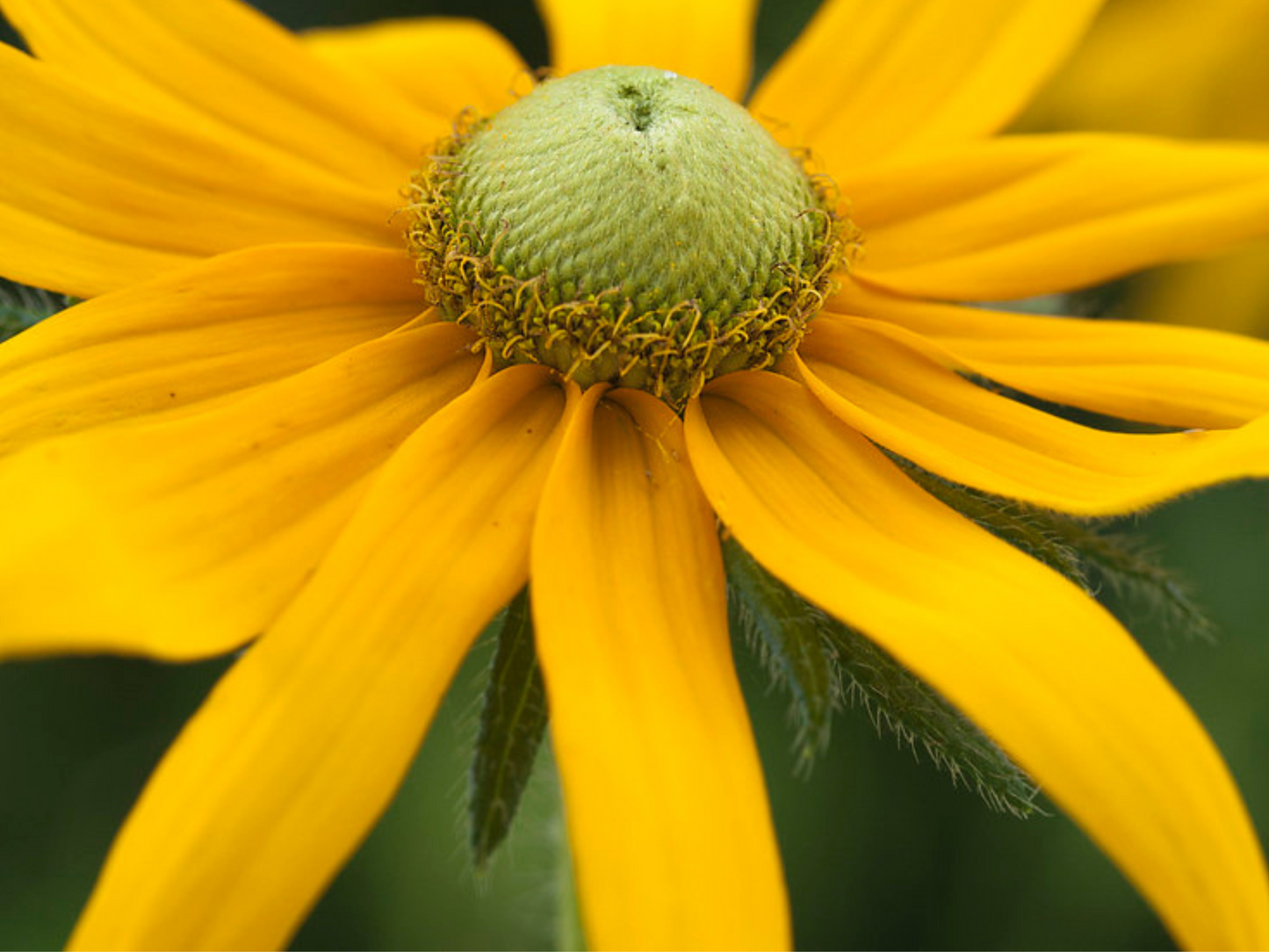 Rudbeckia 'Green Eyed Lady'