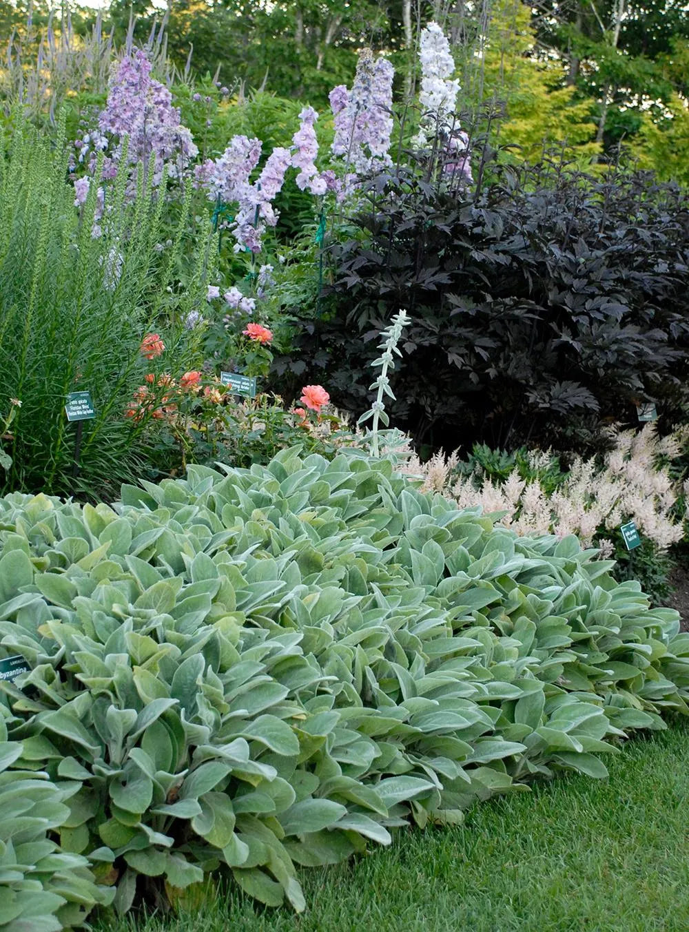 Stachys 'Helene von Stein'